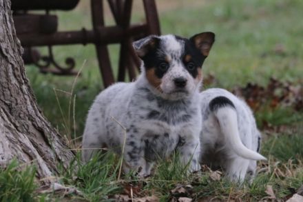 Wunderschöne Australian Cattle Dog Welpen suchen ein