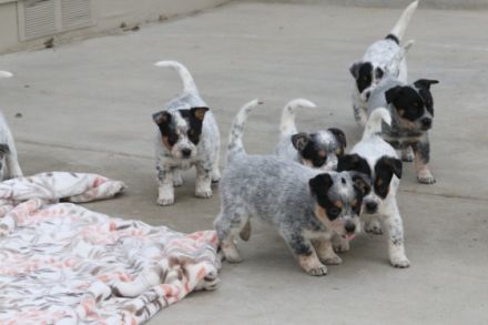 Wunderschöne Australian Cattle Dog Welpen suchen ein