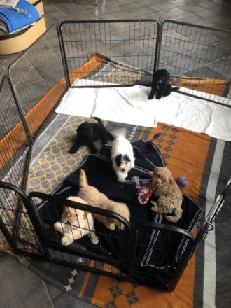 Wir haben am 21.11.2021 6 gesunde Pudelwelpen bekommen