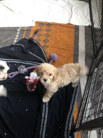 Wir haben am 21.11.2021 6 gesunde Pudelwelpen bekommen