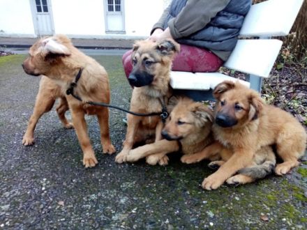 ???, Altdeutscher Schäferhund