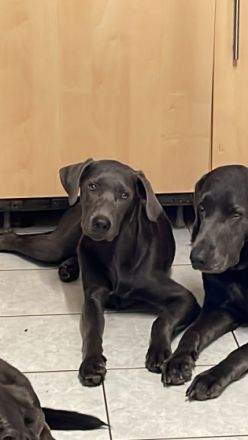 Nun ist es soweit,am 06.12.2021 wurden die kleinen