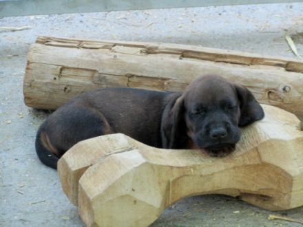 Die Nummer 1 in Sachen Schweißhunde ! BGS-Welpen, mit