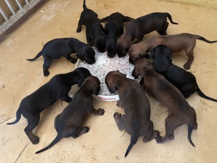 Die Nummer 1 in Sachen Schweißhunde ! BGS-Welpen, mit