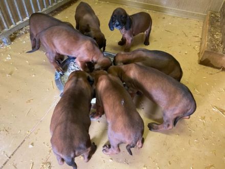 Die Nummer 1 in Sachen Schweißhunde ! BGS-Welpen, mit