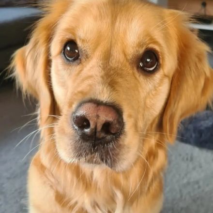 Unsere Golden Retriever Welpen sind gerade geboren und