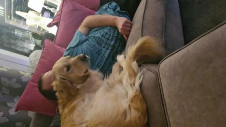 Unsere Golden Retriever Welpen sind gerade geboren und