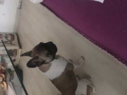 Leider muss ich mich von meiner Französische Bulldogge
