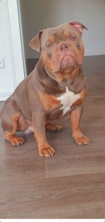 Hallo Bulldoggen-Liebhaber. Unsere 12 Welpen sind am 24