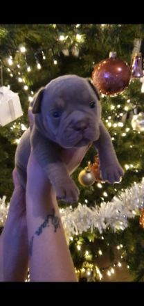 Hallo Bulldoggen-Liebhaber. Unsere 12 Welpen sind am 24