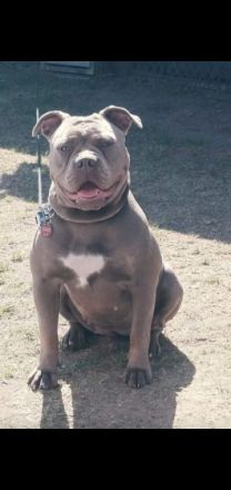 Hallo Bulldoggen-Liebhaber. Unsere 12 Welpen sind am 24