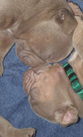 Hallo Bulldoggen-Liebhaber. Unsere 12 Welpen sind am 24