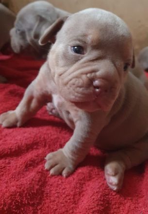 Hallo Bulldoggen-Liebhaber. Unsere 12 Welpen sind am 24