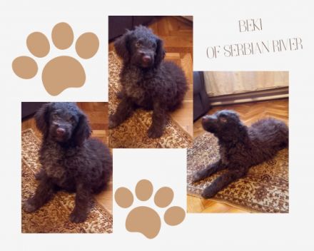 Hallo liebe(r) Lagotto Freund(e), Ich bin Beki of