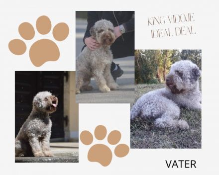 Hallo liebe(r) Lagotto Freund(e), Ich bin Beki of