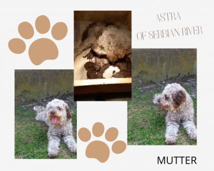 Hallo liebe(r) Lagotto Freund(e), Ich bin Beki of