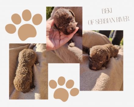 Hallo liebe(r) Lagotto Freund(e), Ich bin Beki of