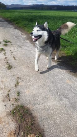 Baikal, Rüde 6 Jahre Alt Geimpft Es wird jemand gesucht