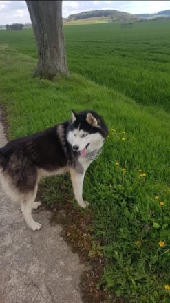 Baikal, Rüde 6 Jahre Alt Geimpft Es wird jemand gesucht