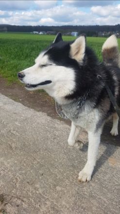 Baikal, Rüde 6 Jahre Alt Geimpft Es wird jemand gesucht