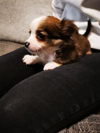 Hallo, wir haben sehr schöne langhaarige Chihuahua