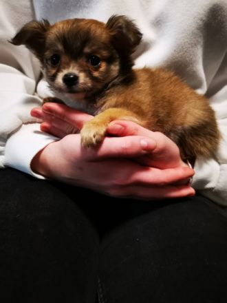 Hallo, wir haben sehr schöne langhaarige Chihuahua