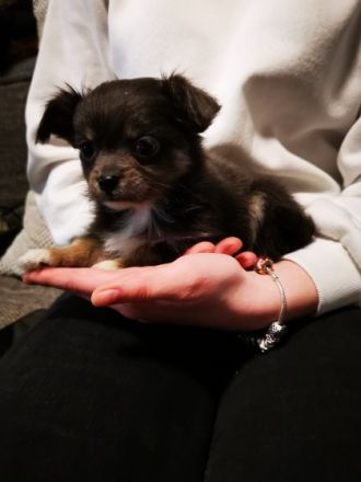 Hallo, wir haben sehr schöne langhaarige Chihuahua