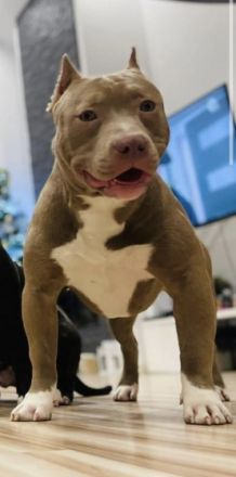 Xl bully, Hallo aus privaten Gründen müssen wir leider