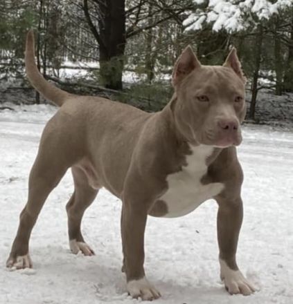 Xl bully, Hallo aus privaten Gründen müssen wir leider