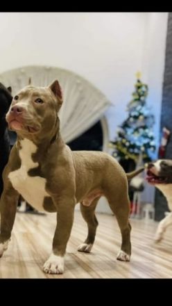 Xl bully, Hallo aus privaten Gründen müssen wir leider