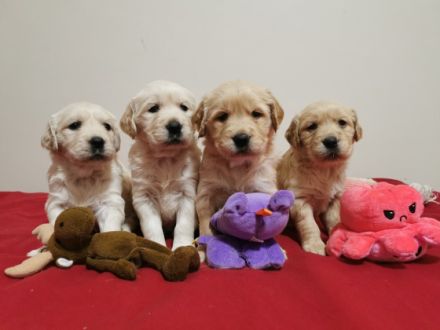 Hallo Golden Retriever Freunde, wir haben wunderschöne