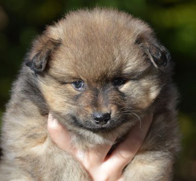 Mittelspitz Rüde Feivel von der Roßsteige such noch ein