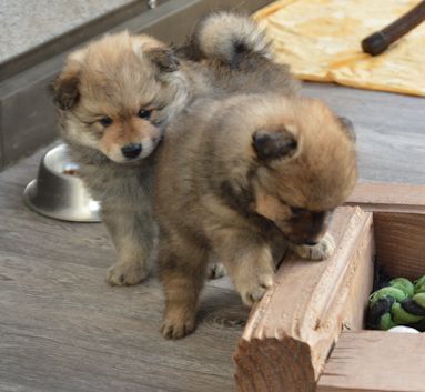 Mittelspitz Rüde Feivel von der Roßsteige such noch ein