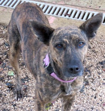 Angela (Mischling, weiblich, Malinois-X)