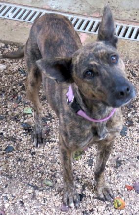 Angela (Mischling, weiblich, Malinois-X)