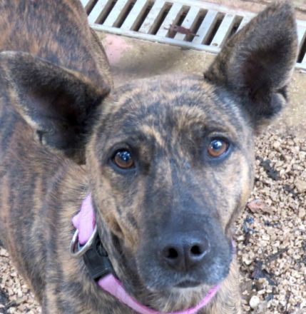 Angela (Mischling, weiblich, Malinois-X)