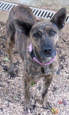 Angela (Mischling, weiblich, Malinois-X)