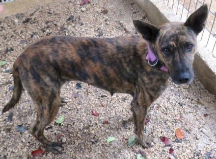 Angela (Mischling, weiblich, Malinois-X)