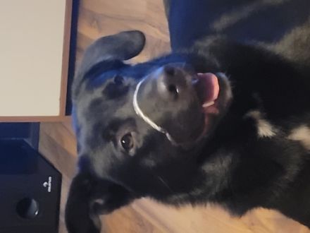 Lucky, Ich muss meinen Labrador Mischling verkaufen,