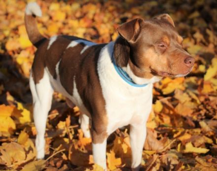 Kennel Do Terra Yemanja