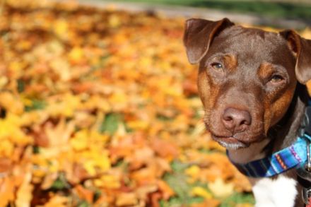 Kennel Do Terra Yemanja