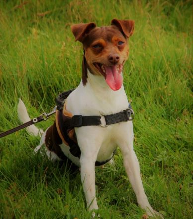 Kennel Do Terra Yemanja