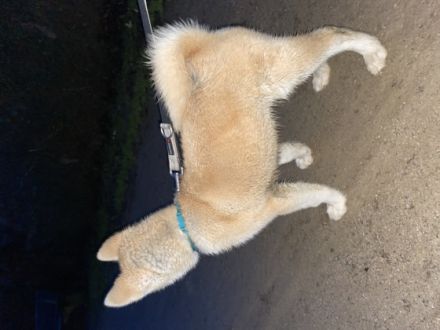 Akita Inu, Welpen