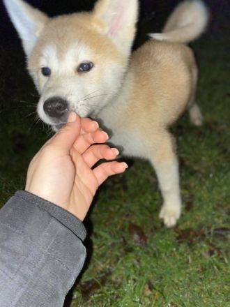 Akita Inu, Welpen