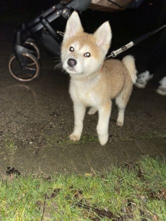 Akita Inu, Welpen