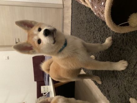 Akita Inu, Welpen