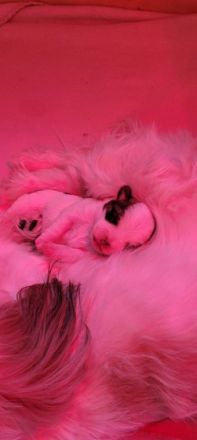 Hallo unser Racker ist da es ist ein Mischling er wird