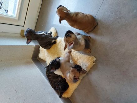 Hallo 1schöner reinrassige Rüde suchen noch ein