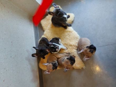 Hallo 1schöner reinrassige Rüde suchen noch ein