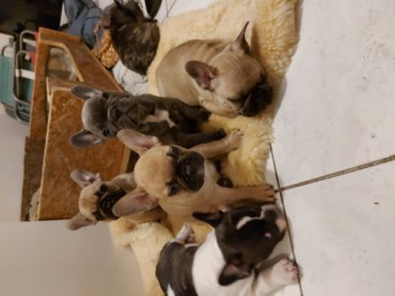 Hallo 1schöner reinrassige Rüde suchen noch ein